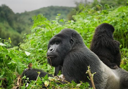 great-apes-rwanda.jpg great-apes-rwanda.jpg